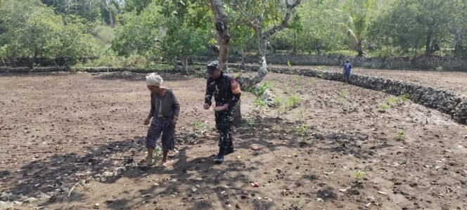 
					Babinsa Sakti Bantu Warga Binaan Tanam Jagung