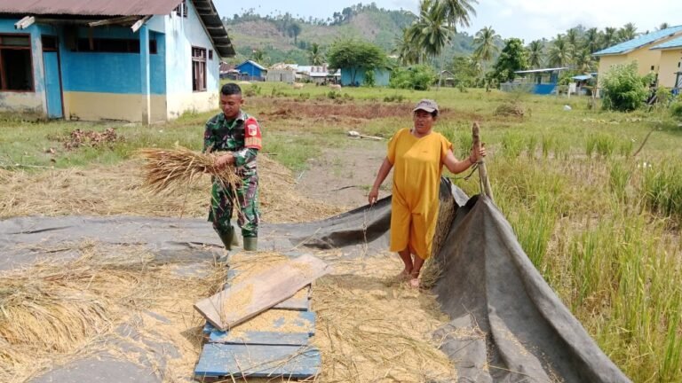 Bentuk Nyata, Babinsa Koramil 09 Bokat Turun ke Sawah Bantu Petani Merontokkan Padi