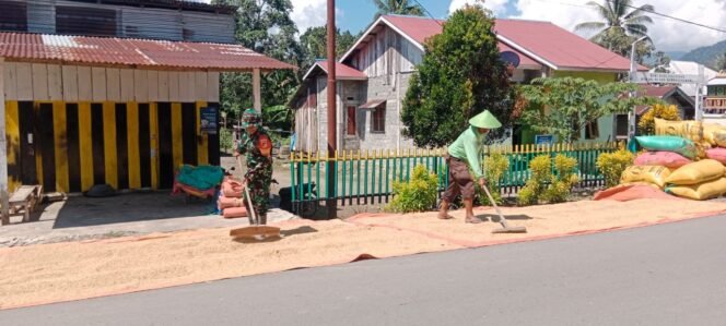 
					Wujud Perhatian, Babinsa Koramil 08 Momunu Bantu Petani Jemur Padi