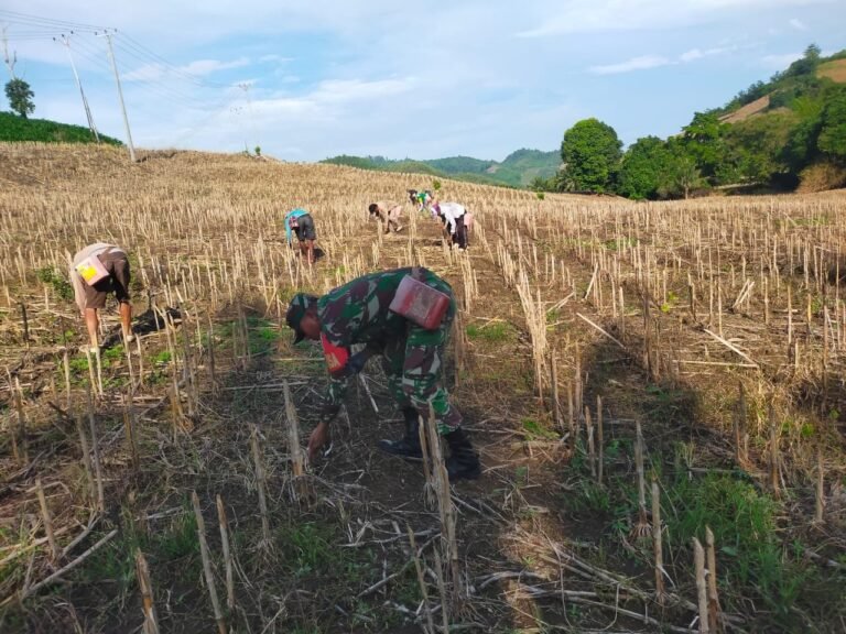 Berikan Semangat Kepada Petani, Babinsa Koramil 06 Paleleh Bantu Tanam Jagung