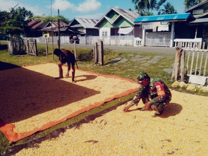
					Pasca Panen, Babinsa Koramil 07 Bunobogu Bantu Petani Jemur Jagung