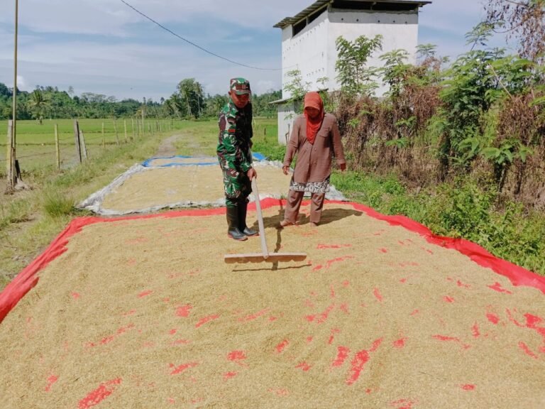 Babinsa Koramil 08 Momunu Pratu Ifon Bantu Petani Jemur Padi Pasca Panen di Desa Binaan