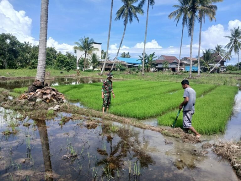 Babinsa Koramil 10 Damsel Pantau Pertubuhan Bibit Padi Petani