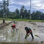 Babinsa Koramil 07 Bunobogu Bantu Petani Tanam Padi, Wujud Kemanunggalan TNI-Rakyat