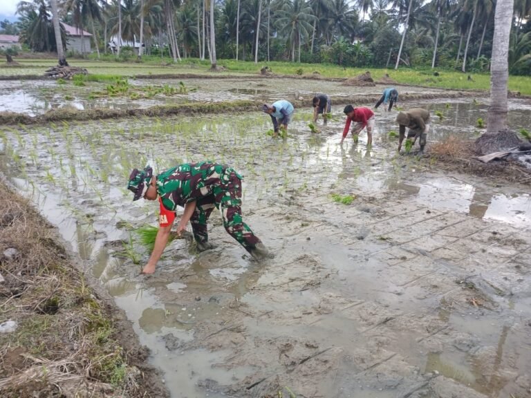 Dukung Ketahanan Pangan Wilayah, Babinsa Koramil 10 Damsel Bantu Petani Tanam Padi