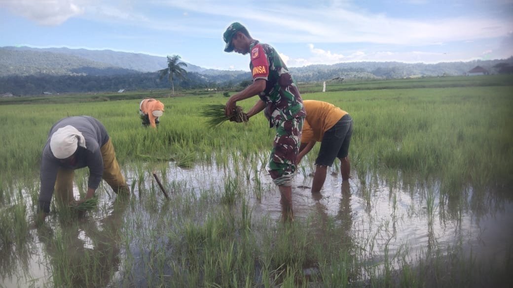 Kopda Mastyo Ade Cahyo, Anggota Koramil 1307-04/Tojo, Melaksanakan Pendampingan Pengolahan Tanaman Padi di Desa Dataran Bugi