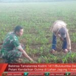 Babinsa Tamalanrea Kodim 1411/Bulukumba Dampingi Petani Kendalikan Gulma di Lahan Jagung 1 Hektar