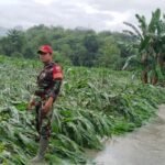 Babinsa Koramil 02/Enrekang Pantau Dampak Luapan Sungai Sadang Pasca Hujan Lebat