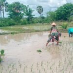 Wujud Ketahan Pangan, Babinsa Koramil 1425-05/Batang Terjun Langsung Ke Sawah, Membantu Petani Proses Penanaman Padi