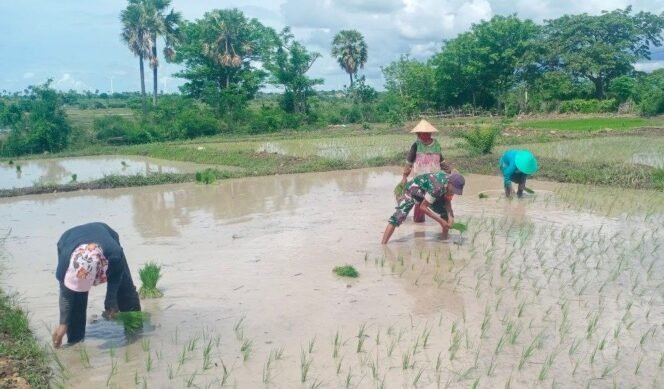 
					Wujud Ketahan Pangan, Babinsa Koramil 1425-05/Batang Terjun Langsung Ke Sawah, Membantu Petani Proses Penanaman Padi