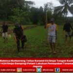 Babinsa Mattunreng Tellue Koramil-03/Sinjai Tengah Kodim 1424/Sinjai Dampingi Petani Lakukan Pemupukan Tanaman Jagung