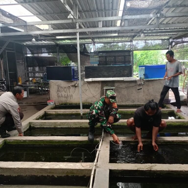 Babinsa Langko Bersama Bhabinkamtibmas Dukung UMKM Ikan Hias di Lingsar