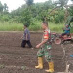 Sebagai Motivator, Babinsa Manokwari Utara Dampingi Petani Tanam Terong