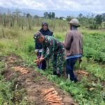 Anggota Koramil 1307-10/Lore Utara Laksanakan Pendampingan Hanpangan dan Bantu Petani Panen Wortel