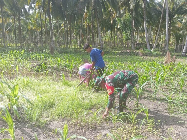 Babinsa Koramil 03 Ogotua Sertu Lukas, Bantu Bersihkan Kebun Jagung Milik Warga