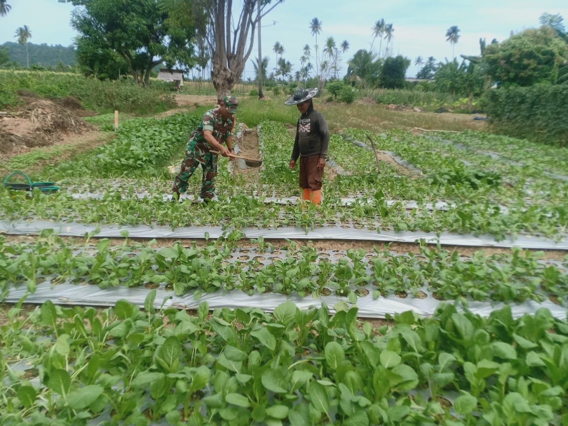 Babinsa Koramil 01 Baolan Bantu Petani Panen Sayur Di Desa Binaan