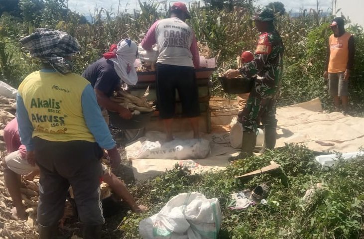 Serka I Putu G. Waisnawa, Anggota Koramil 1307-02/Pamona Puselemba Melaksanakan Pendampingan Panen Jagung di Desa Wera