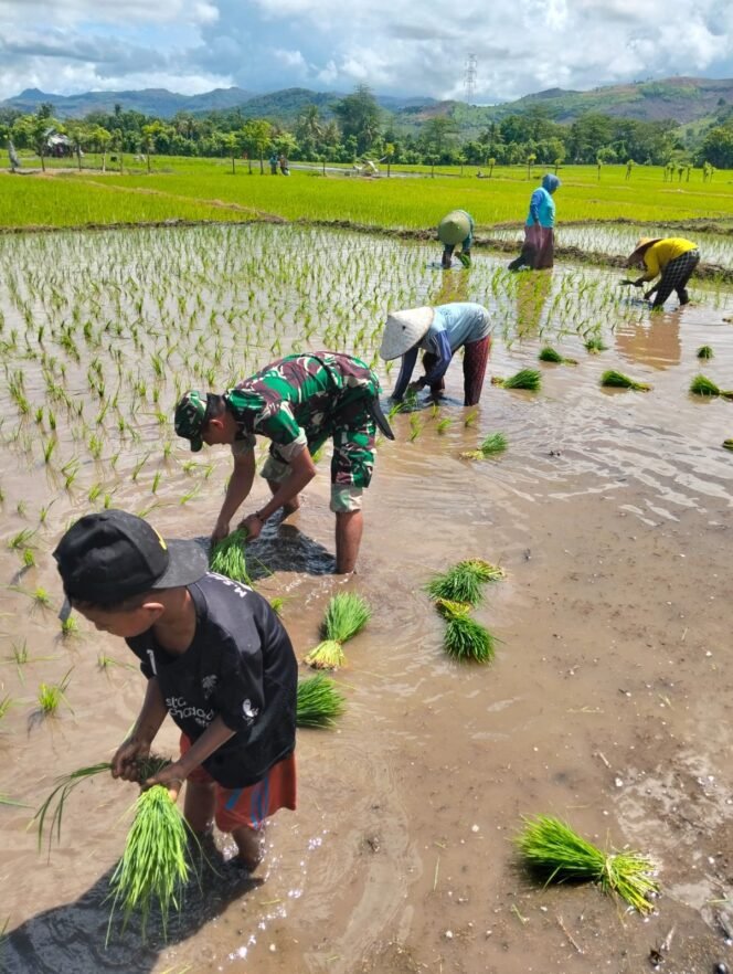 
					Tingkatkan Ketahanan Pangan, Babinsa 02/Kempo Bantu Petani Tanam Padi