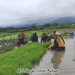 Perkuat Ketahanan Pangan Lokal, Babinsa Koramil 1425-02/Bangkala Dampingi Dan Bantu Petani Proses Penanaman Padi