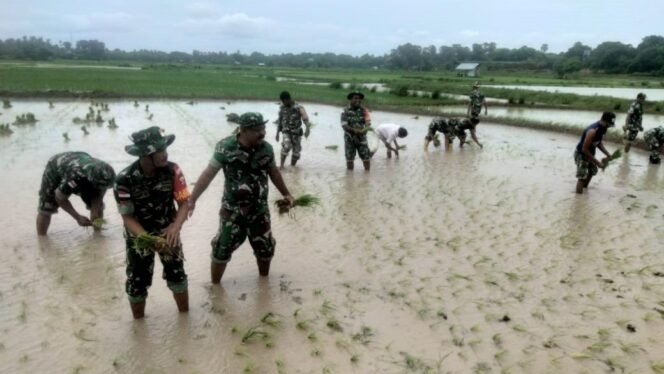 
					Koramil Sabu Raijua Dukung Swasembada Pangan Lewat Penanaman Padi