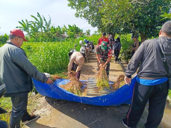 
					Babinsa Jumpai Dampingi Pengambilan Ubinan Padi Di Subak Pegatepan