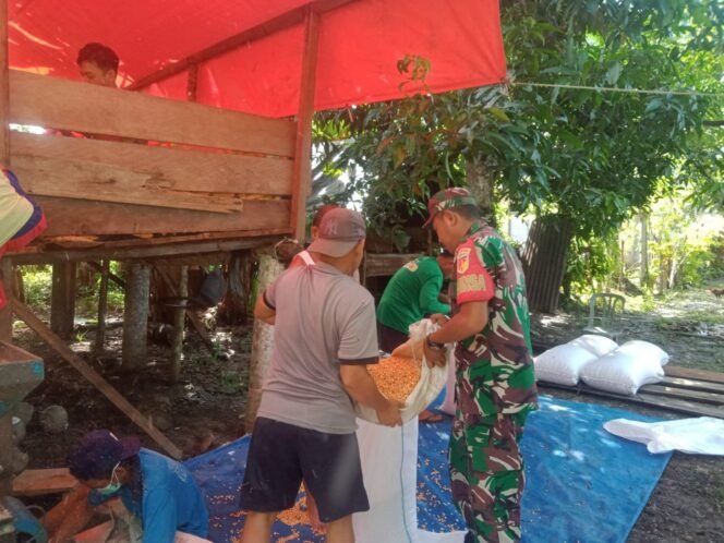
					Pasca Panen, Babinsa Koramil 06 Paleleh Dampingi Petani Rontokan Jagung