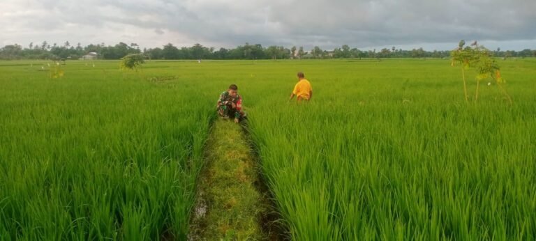 Babinsa Koramil Bontonompo Bantu Petani Bersihkan Gulma