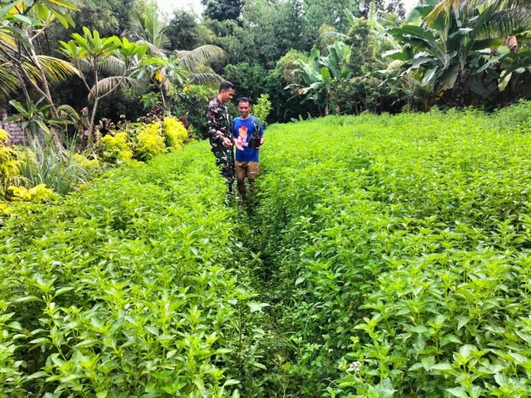 Dongkrak Produktifitas, Babinsa Semarapura Kauh Dampingi Petani Kembangkan Tanaman Kemangi