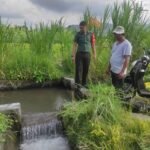 Babinsa Kamasan Lakukan Pengecekan Dan Pendataan Sumber Air Yang Mengairi Persawahan Subak Kacang Dawa