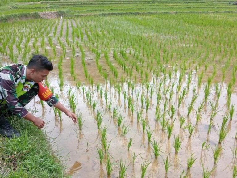 Dukung ketahanan pangan Babinsa Bantu Petani Cek Tanaman Padi di sawah.