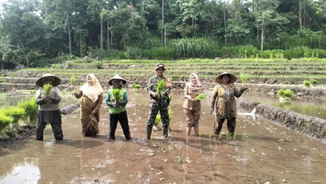 
					Ketahanan Pangan, Personel Kodim 1425 Jeneponto Bersatu Padu Bantu Petani Tanam Padi