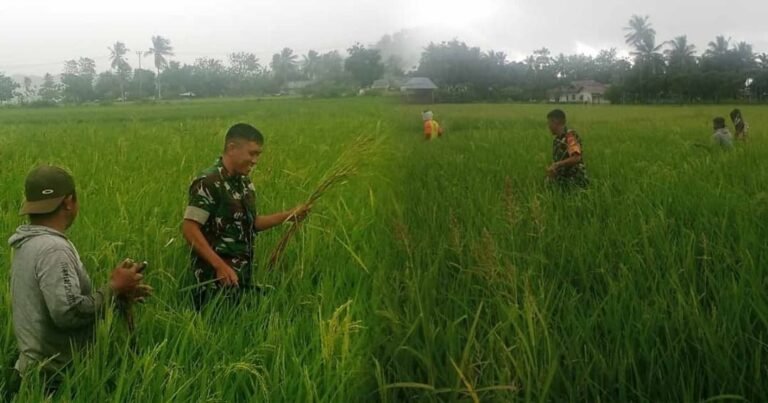 Babinsa 1314-01/Kwandang Bantu Petani Desa Bulalo Atasi Serangan Hama Tikus