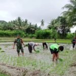 Peran Strategis Babinsa Kodim 1401/Majene dalam Mendukung Petani Menuju Swasembada Pangan