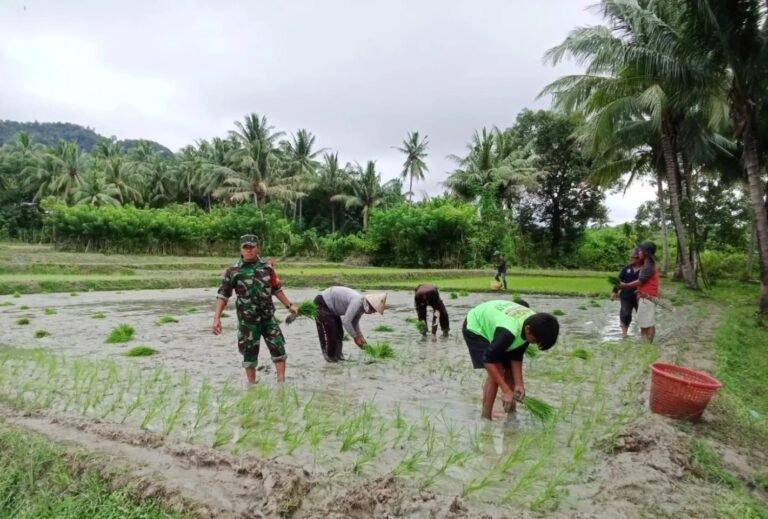 Peran Strategis Babinsa Kodim 1401/Majene dalam Mendukung Petani Menuju Swasembada Pangan