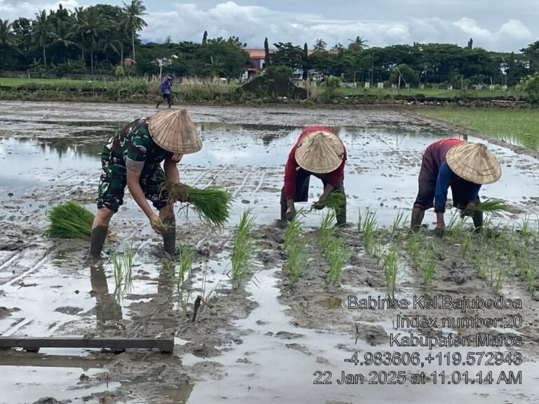 Babinsa Maros Dukung Ketahanan Pangan dengan Membantu Petani Tanam Padi