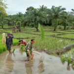 Babinsa Jajaran Kodim 0425/Seluma Komsos dengan Petani di Sawah