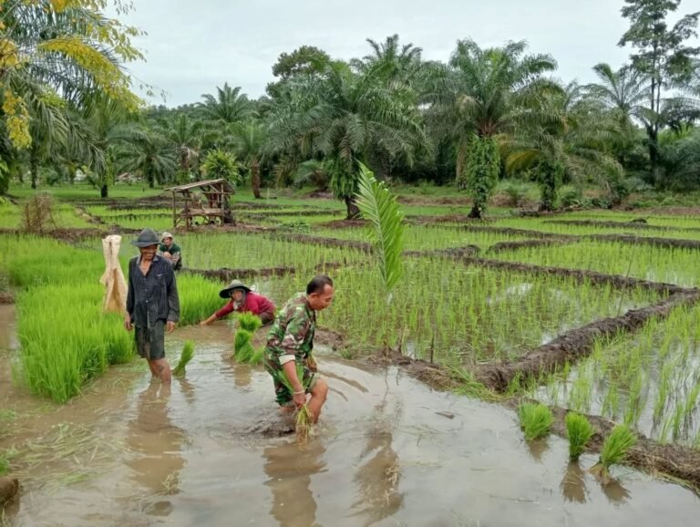 Babinsa Jajaran Kodim 0425/Seluma Komsos dengan Petani di Sawah