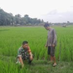 Babinsa Sertu Anton Nugroho Monitoring Perkembangan Sawah Poktan Sinar Harapan