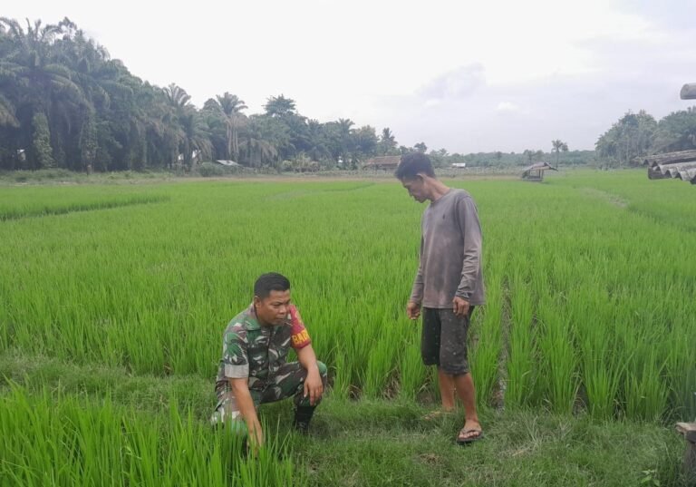 Babinsa Sertu Anton Nugroho Monitoring Perkembangan Sawah Poktan Sinar Harapan