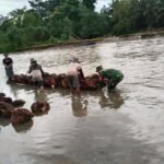 Babinsa Koramil-03/Baras Kawal Penyeberangan Hasil Kebun Warga Desa Benggaulu