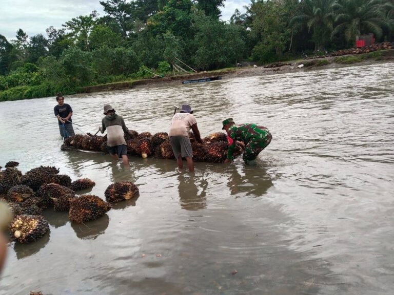 Babinsa Koramil-03/Baras Kawal Penyeberangan Hasil Kebun Warga Desa Benggaulu