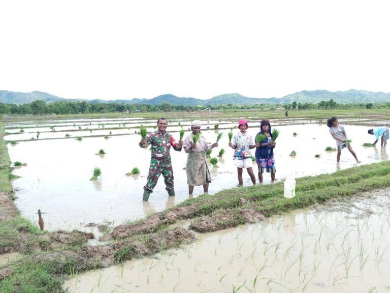 Dukung Peningkatan Program LTT, Babinsa Turun Ke Sawah Dampingi Petani Tanam Padi