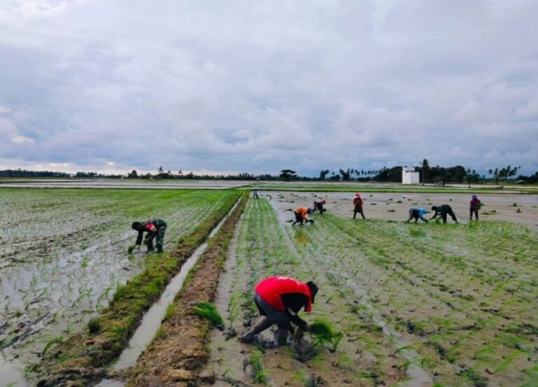 Tingkatkan LTT, Babinsa Koramil-04 Kodim 1404/Pinrang Bantu Petani Tanam Padi