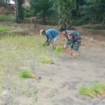 Di Tengah Sawah, Babinsa Koramil 425-02/Talo Koptu Meizan Komsos Dengan Petani