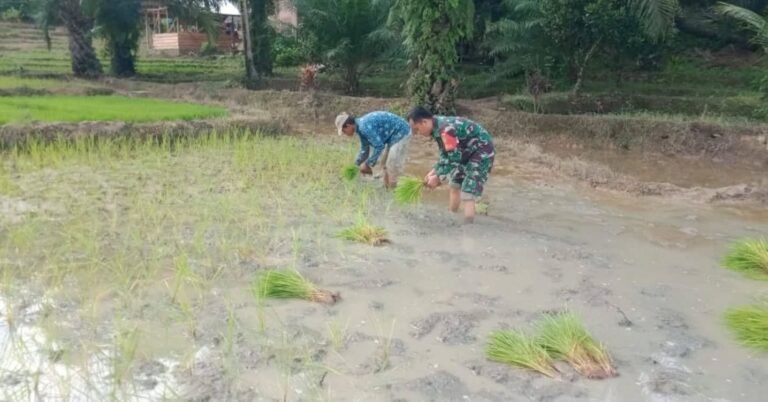 Di Tengah Sawah, Babinsa Koramil 425-02/Talo Koptu Meizan Komsos Dengan Petani