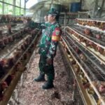 Dukung Ketahanan Pangan Nasional, Babinsa Koramil 1801-01/Manokwari Lakukan Pendampingian Peternak Ayam Petelur