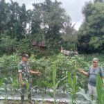 Babinsa Koramil 416-01/Rantau Pandan Dampingi Petani Jagung di Desa Lubuk Kayu Aro