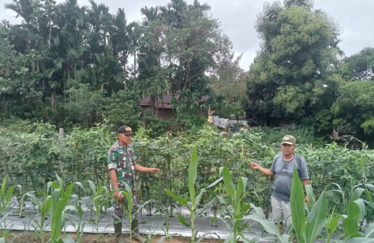 Babinsa Koramil 416-01/Rantau Pandan Dampingi Petani Jagung di Desa Lubuk Kayu Aro