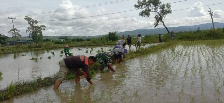 Peran Aktif Babinsa Di Desa Binaan, Dukung Produktivitas Sektor Pertanian.