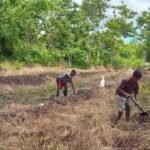 Babinsa Koramil 01/Lewa Bantu Petani Buat Pematang Sawah di Desa Kangeli